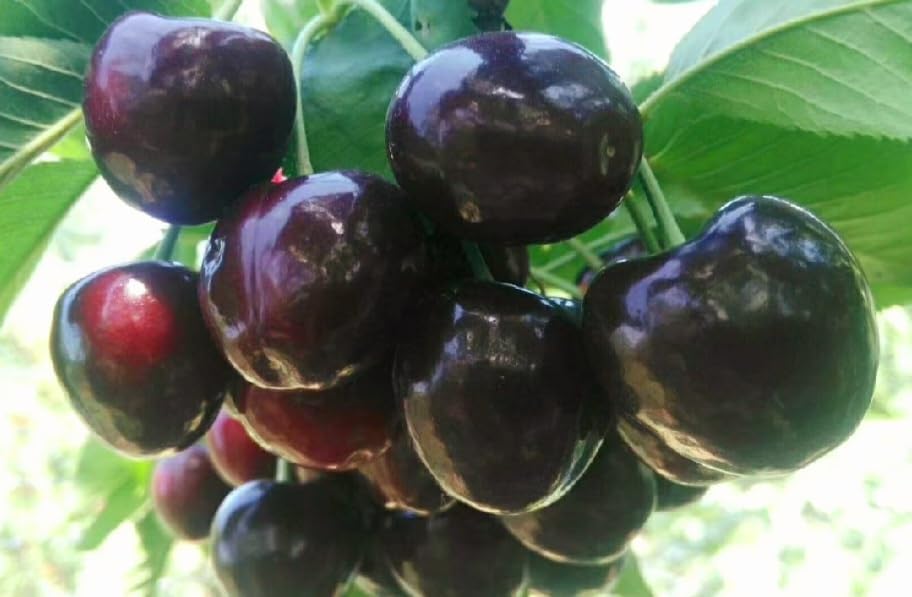 50 Black Cherry Seeds Prunus Serotina Dwarf Cherry Tree - Image 2