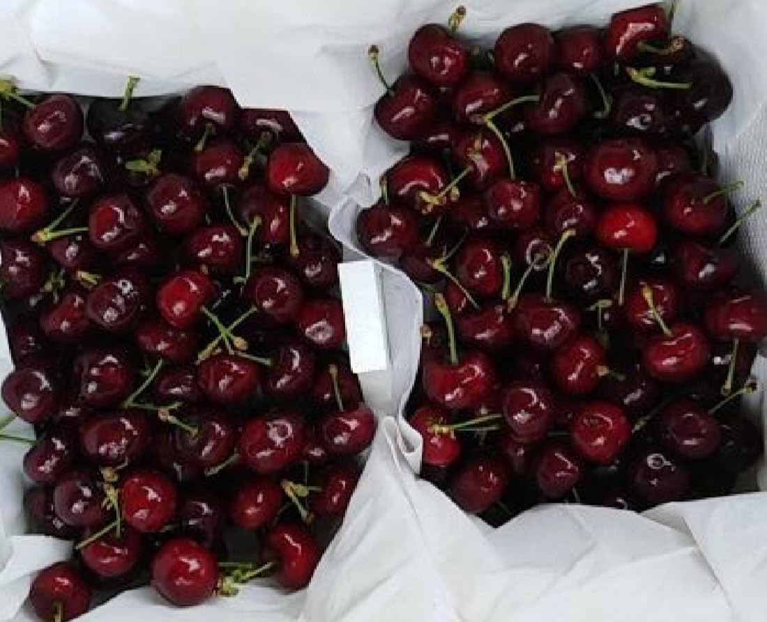 50 Black Cherry Seeds Prunus Serotina Dwarf Cherry Tree - Image 6