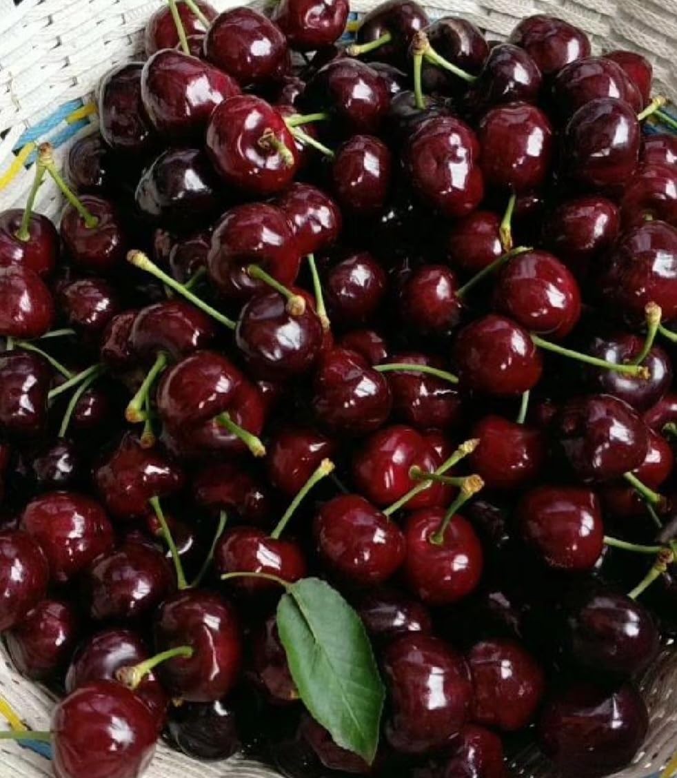 50 Black Cherry Seeds Prunus Serotina Dwarf Cherry Tree - Image 4