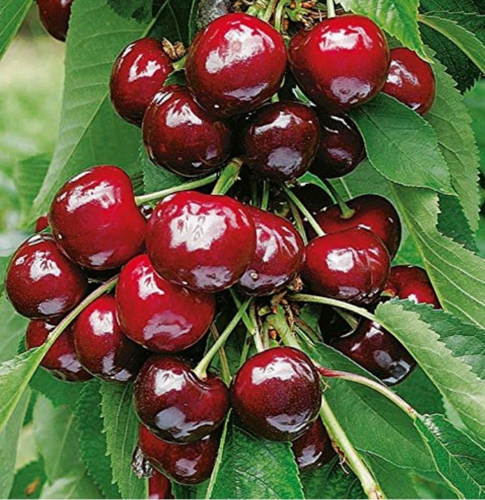50 Black Cherry Seeds Prunus Serotina Dwarf Cherry Tree - Image 5