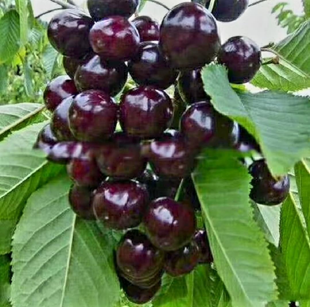 50 Black Cherry Seeds Prunus Serotina Dwarf Cherry Tree