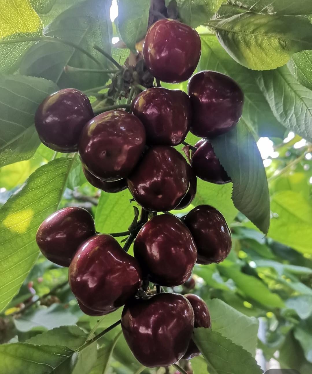 50 Black Cherry Seeds Prunus Serotina Dwarf Cherry Tree - Image 7