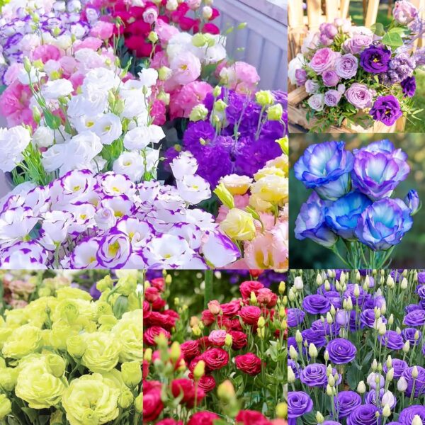 1000+Mixed Lisianthus Seeds for Planting-Lisianthus Thornless Roses Seeds
